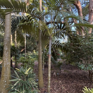 Harry Leu archontophoenix purpurea