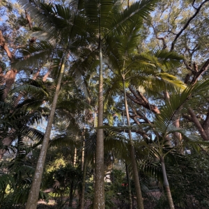 Harry Leu Archontophoenix maxima