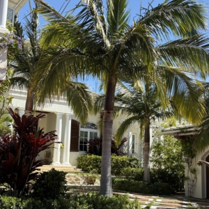 Lido Key Satakentia liukiuensis