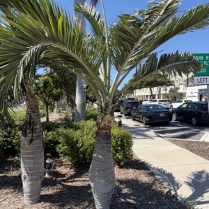 Lido Key Pseudophoenix sargentii