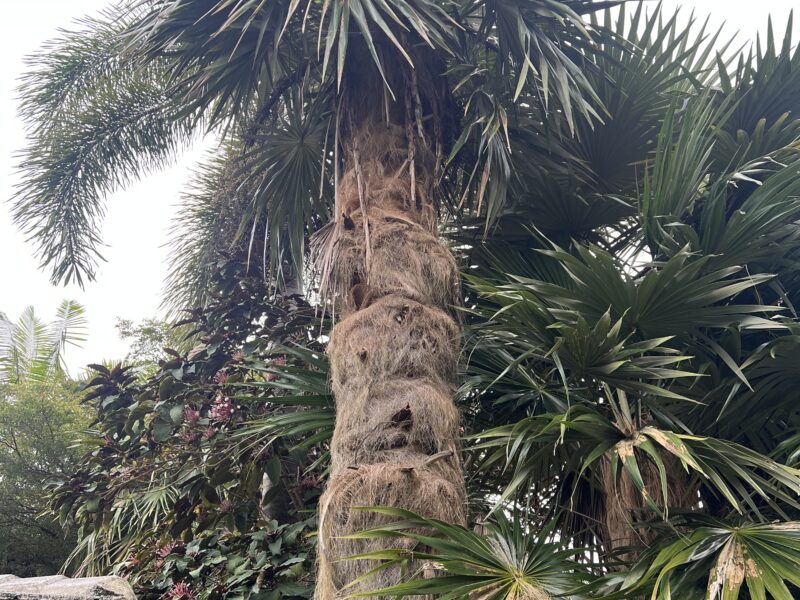 Fairchild Tropical Botanic Garden