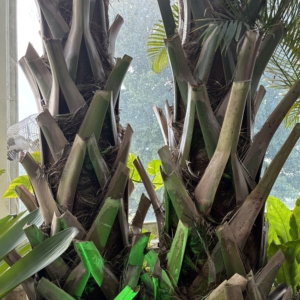 Phipps Conservatory Sabal causation trunk