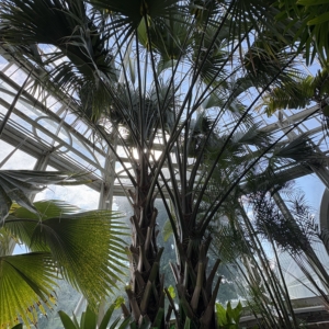 Phipps Conservatory Sabal causiarum