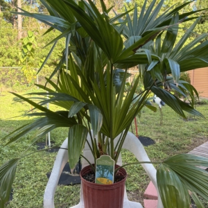Chinese Fan Palm