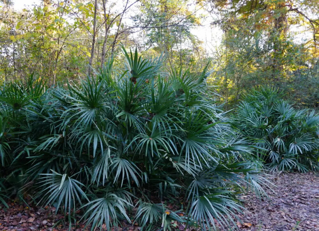 Needle palm Gary