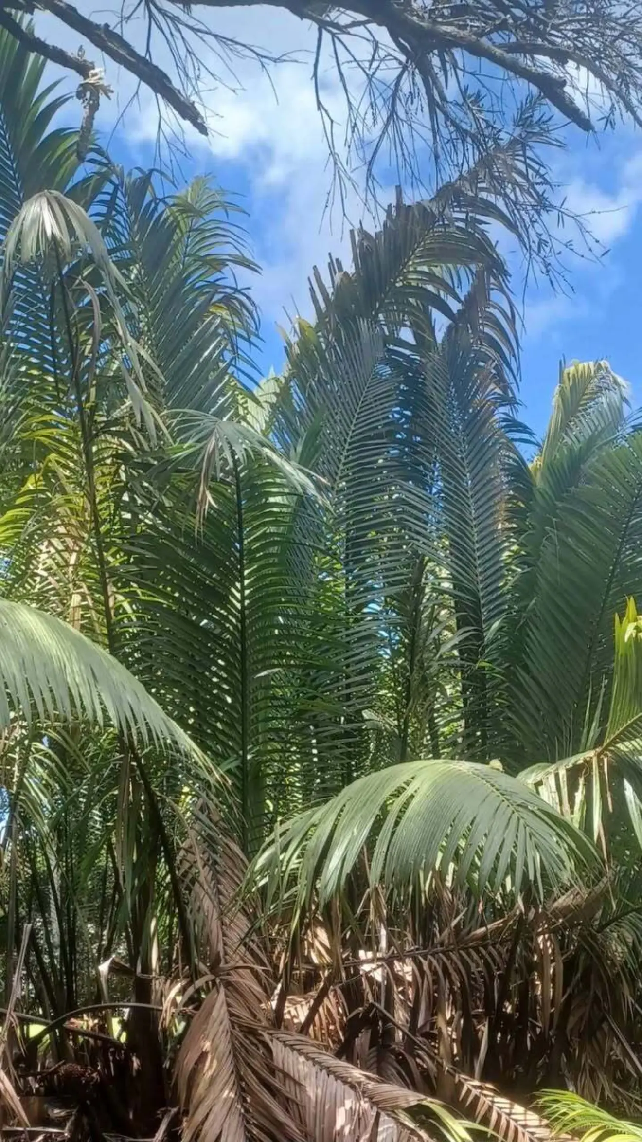 Nypa fruticans Mangrove Palm