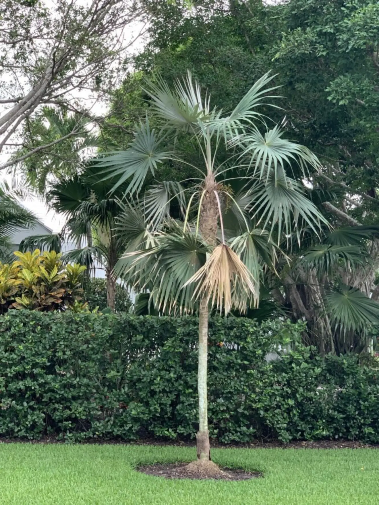 Cocothrinax argentata