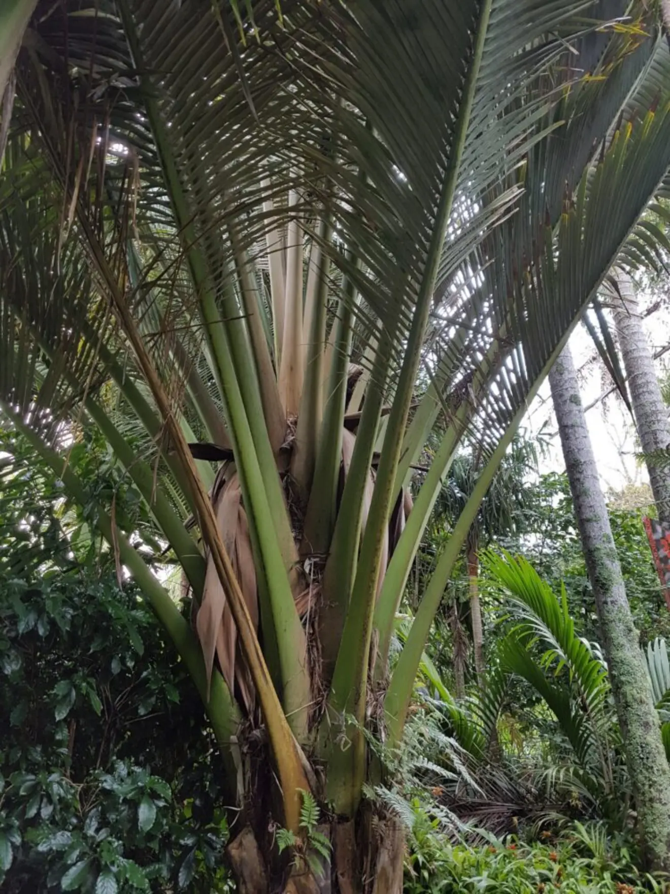 Oraniopsis appendiculata