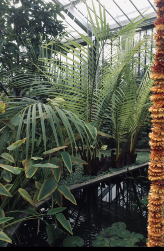 From the Edge of the Map: Palms in Surprising Places