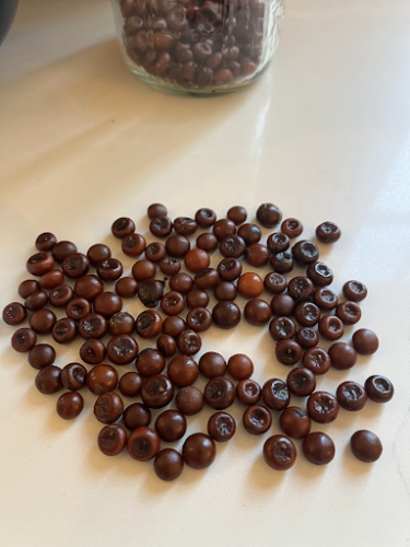 Germinating Seeds from Sabal Palms