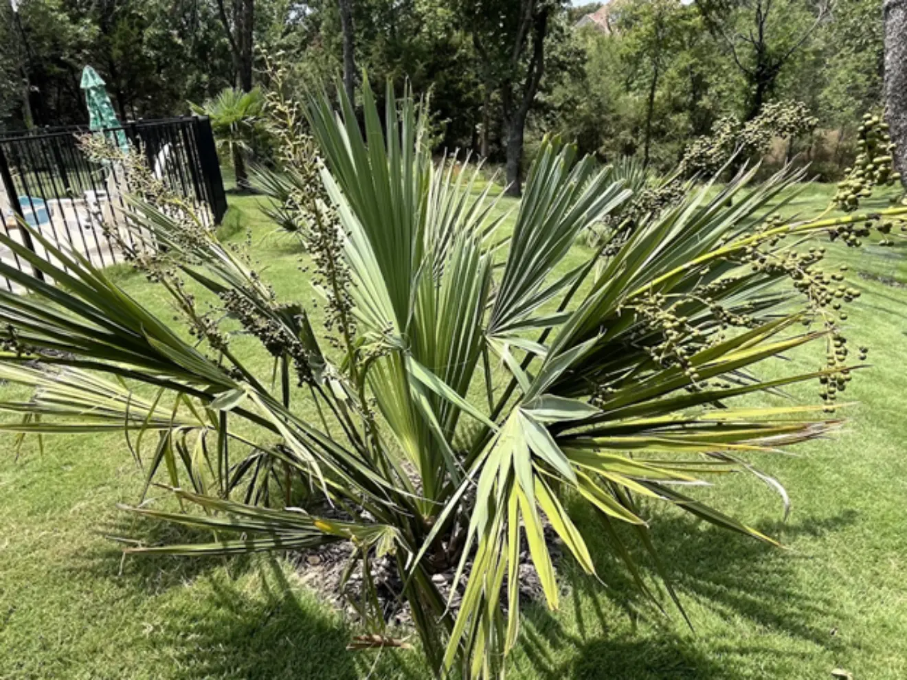 Sabal King Sabal Louisiana