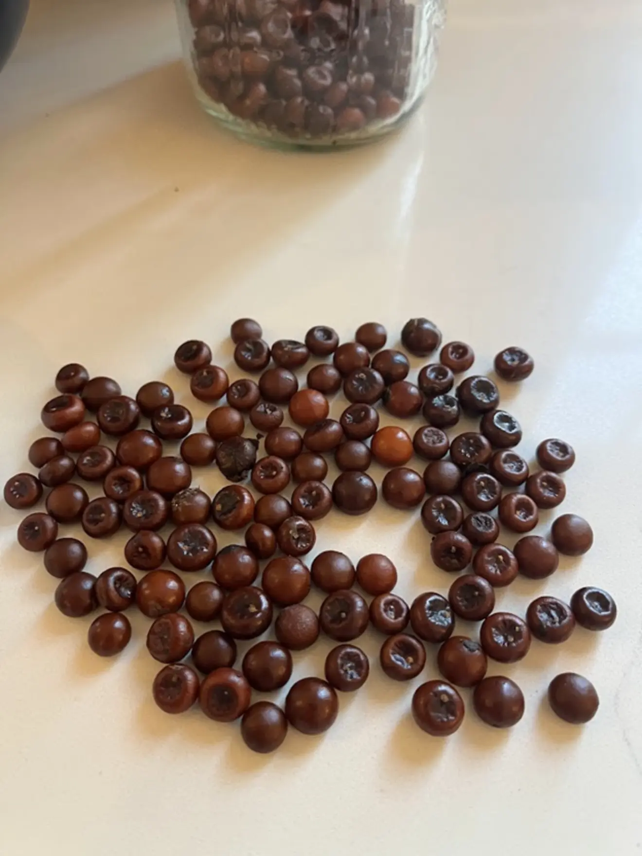 Sabal King cleaned seeds