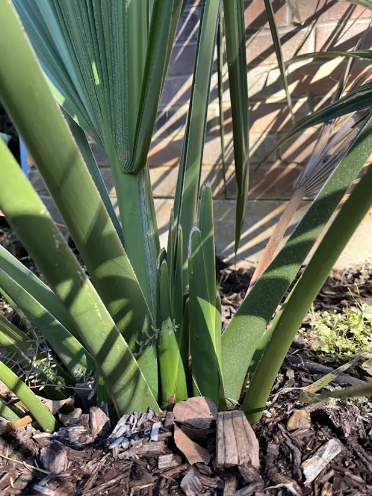 Sabal King Sabal Minor closeup