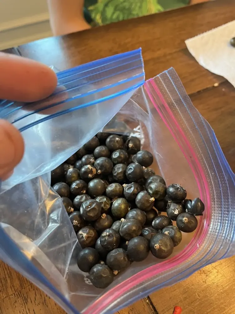 Sabal King bag o seeds