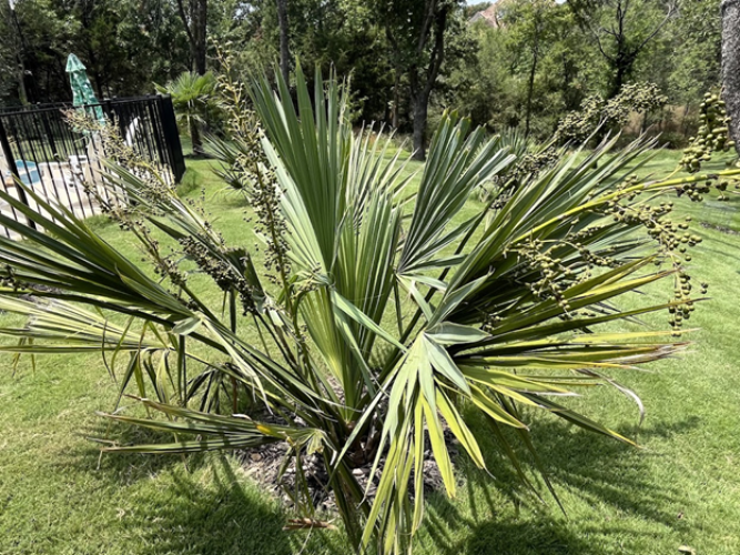 Harvesting Seeds from Sabal Palms