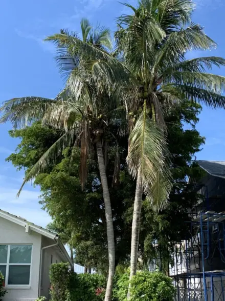 Coconut Palm Bonita Springs