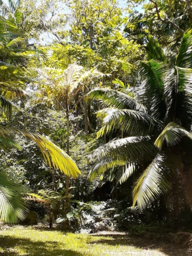 How Many Palm Species Exist? Mapping the Global Distribution of Palm Trees