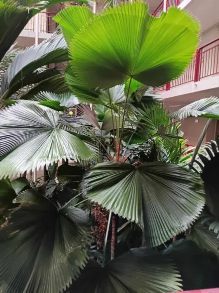 David Parker Licuala grands