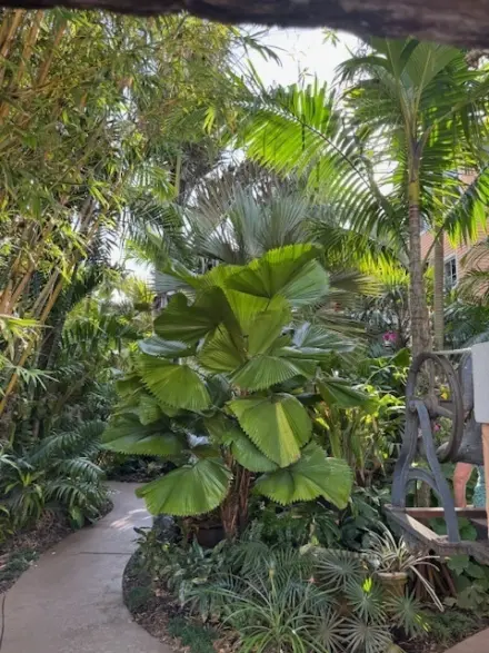 Licuala grandis Erich von Unruh