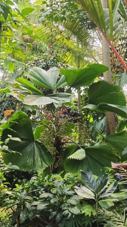Licuala grandis Ross Demmon