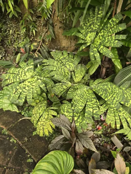 Ross Demmon Licuala mattanensis