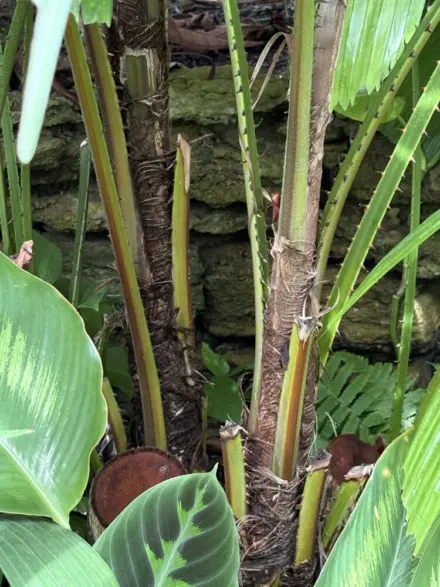 Licuala spinosa petiole