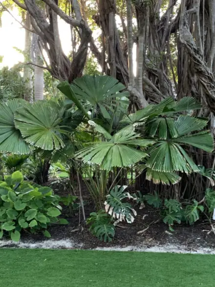 Naples Licuala ramsayi