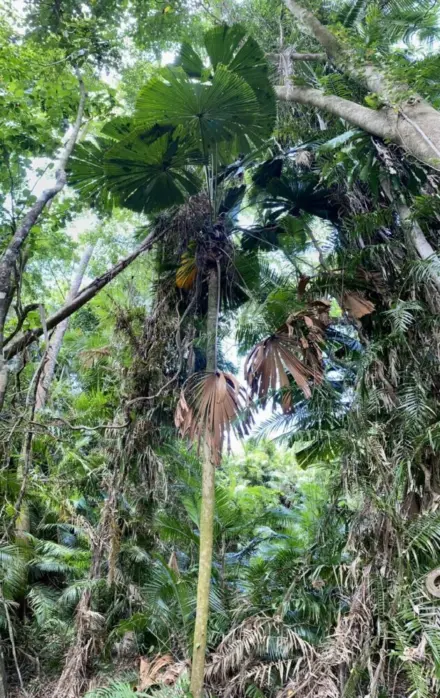 Tall Licuala ramsayi