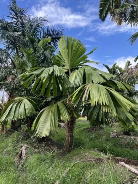 Matthew Pearson Licuala ramsayi