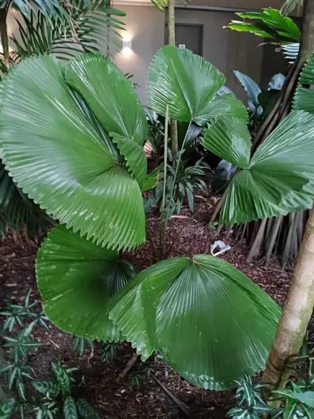 David Parker Licuala peltata var sumawongi