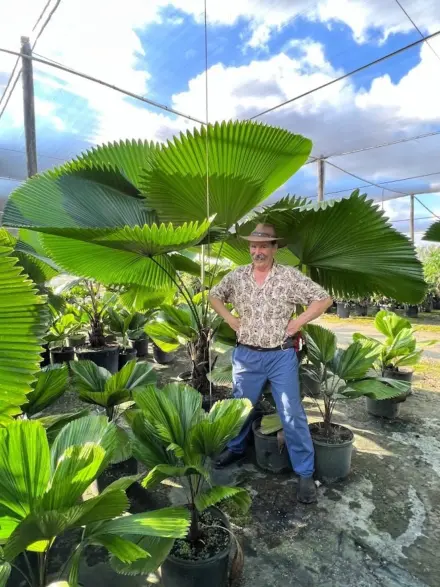 Georg Bailey L Icuala peltata sumawongii