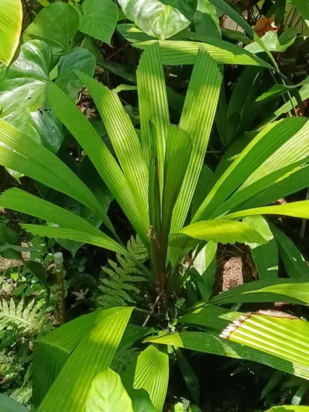 David Park Licuala sp pre ati 1