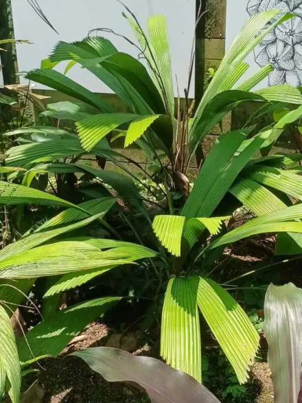 David Park Licuala sp pre ati 2