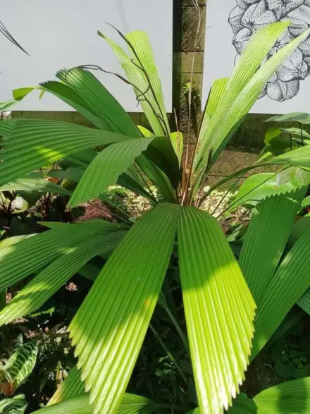 David Park Licuala sp pre ati 3