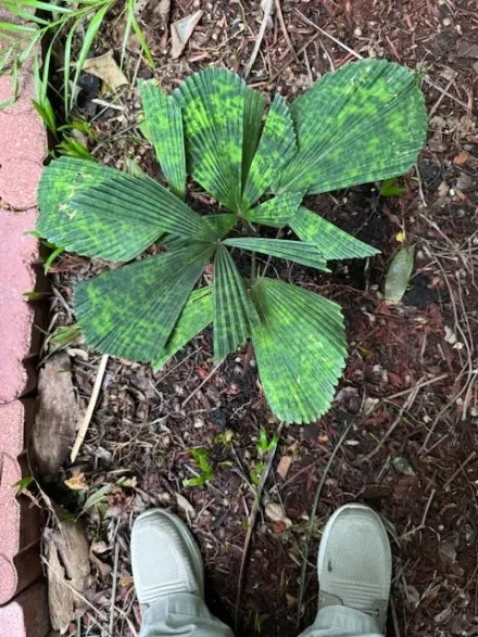 Erich von Unruh Licuala mattanensis