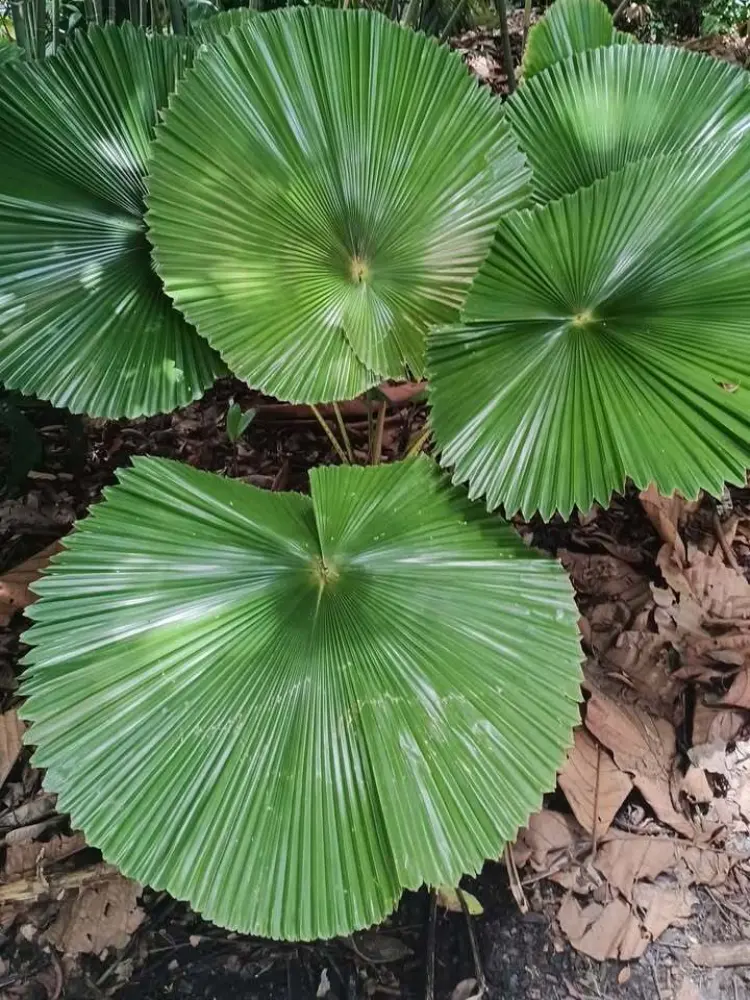 David Parker Licuala cordata