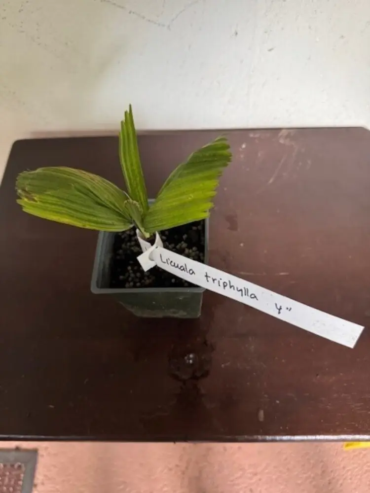 LICUALA TRIPHYLLA seedling