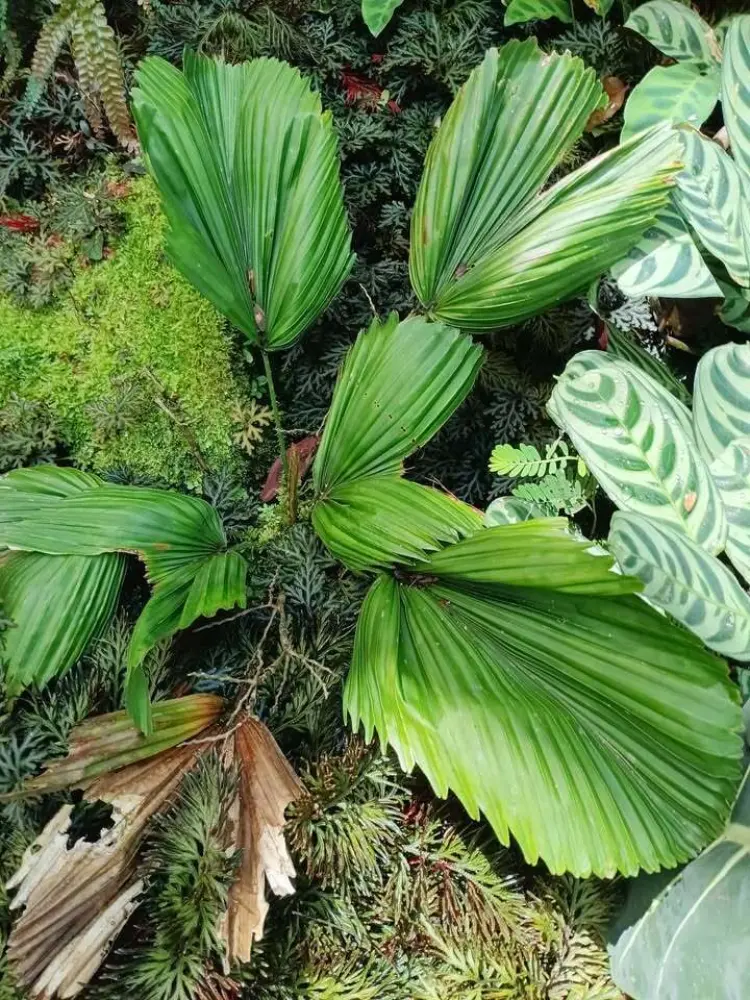 David Parker Licuala tryphilla