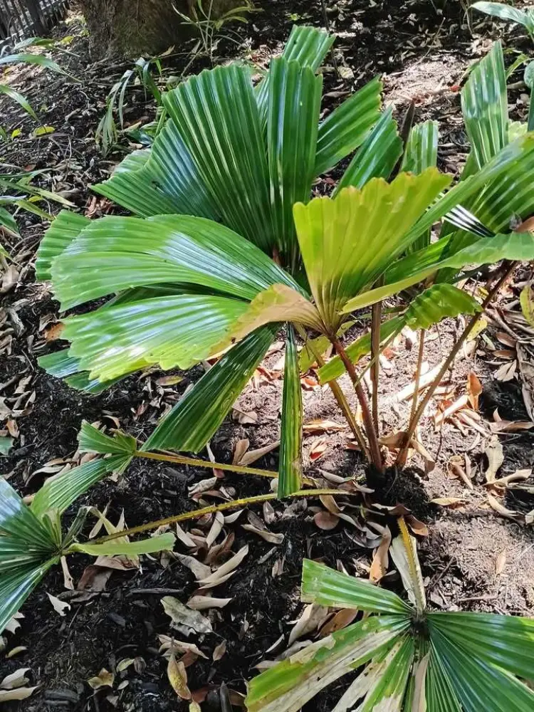 David Parker Licuala fractiflexa 1