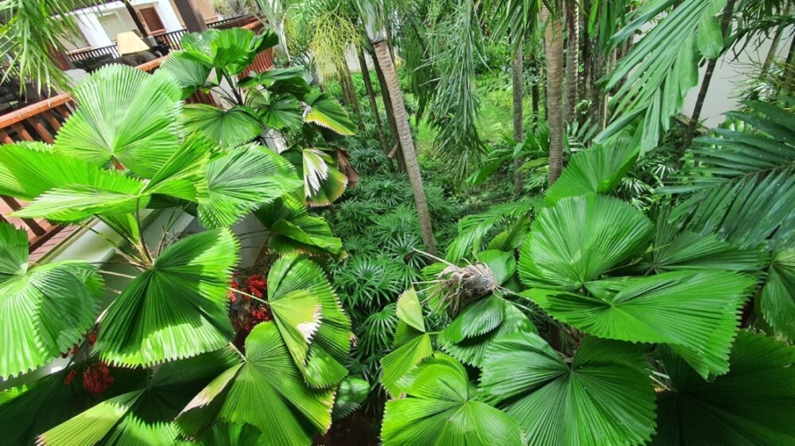 One Genus, Many Forms: Licuala and the Hidden Diversity of Palms