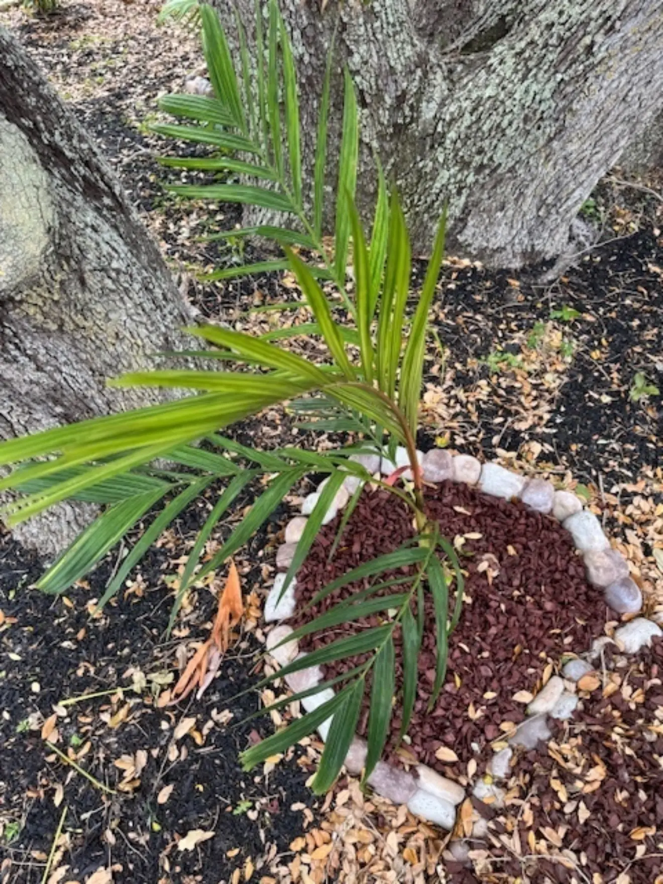 Erich von Unruh Pinanga speciosa