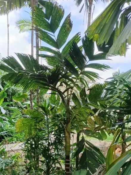 David Parker Pinanga maculata 3