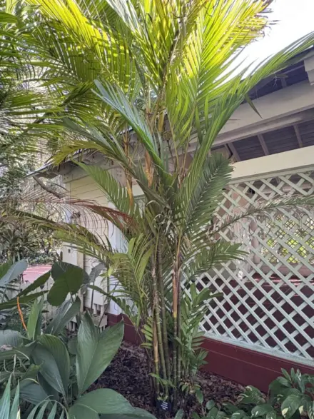 Leu Gardens Pinanga coronata