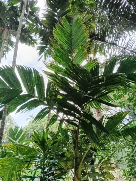 David Parker Pinanga maculata 1