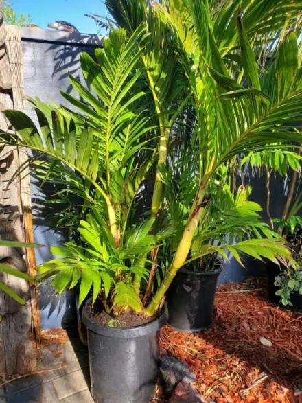 Tad Collister Pinanga coronata