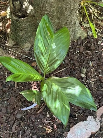 Erich von Unruh CHAMAEDORA GEONOMIFORMIS 1