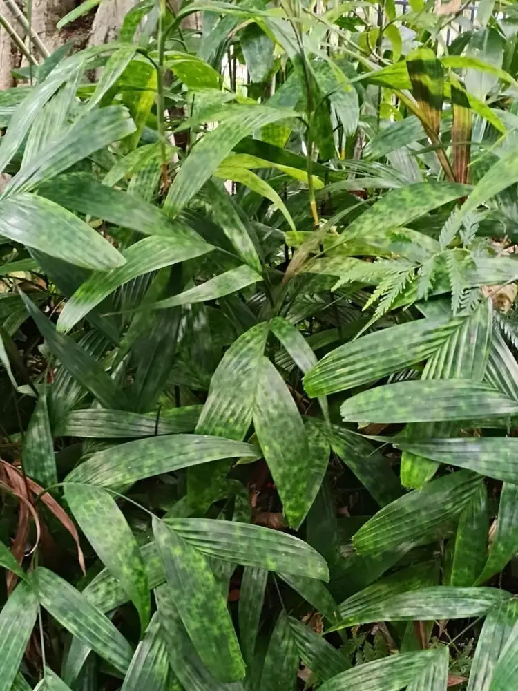 David Parker Pinanga disticha 2