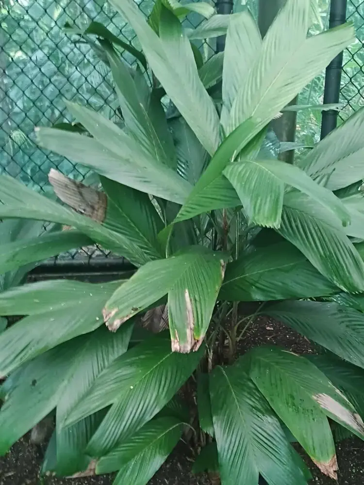 David Parker Pinanga simplificrons