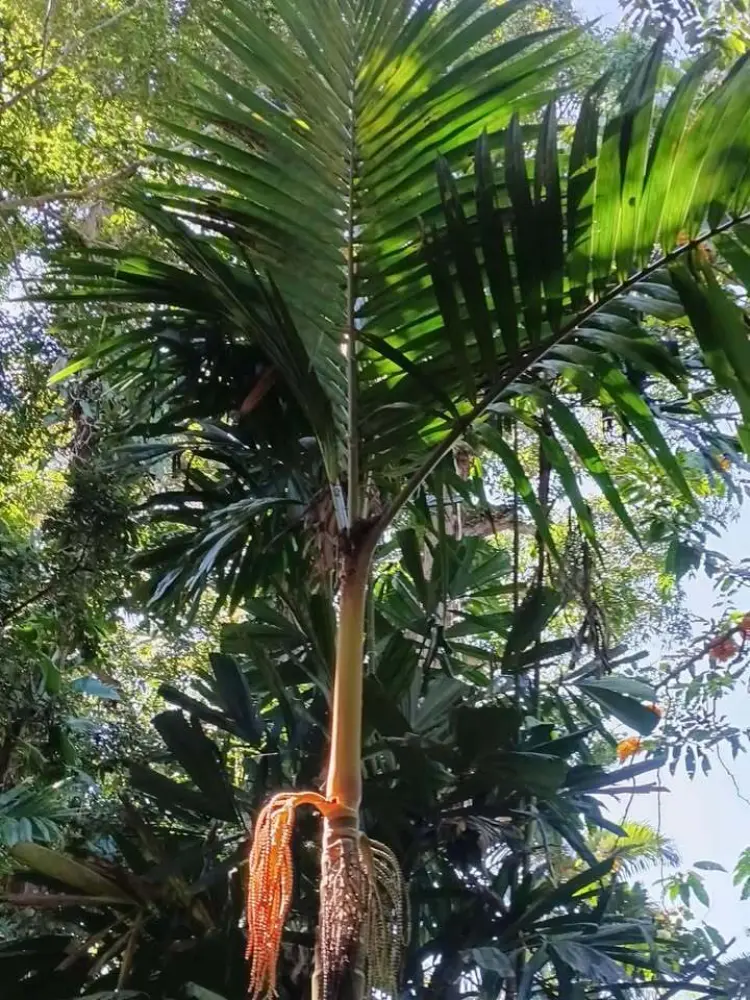 David Parker Pinanga caesia 1