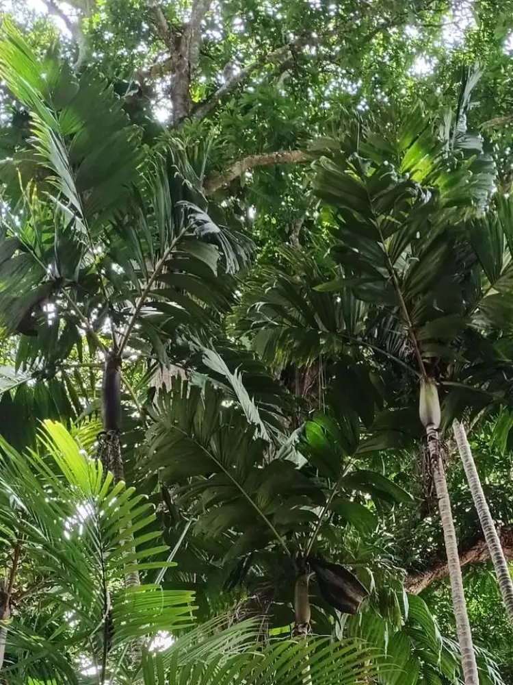 David Parker Pinanga copelandii